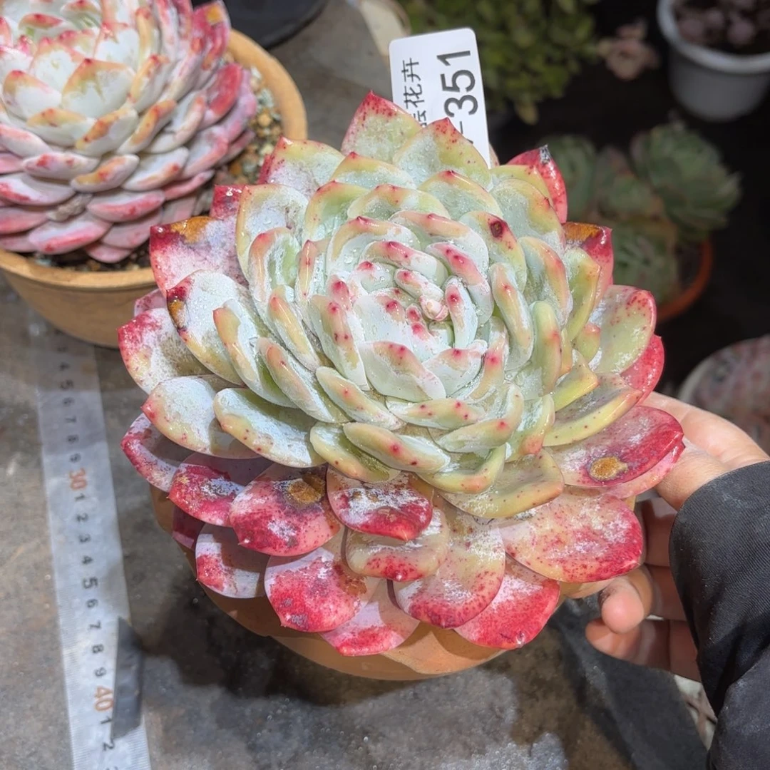 慢*活同温层多肉雪天使351