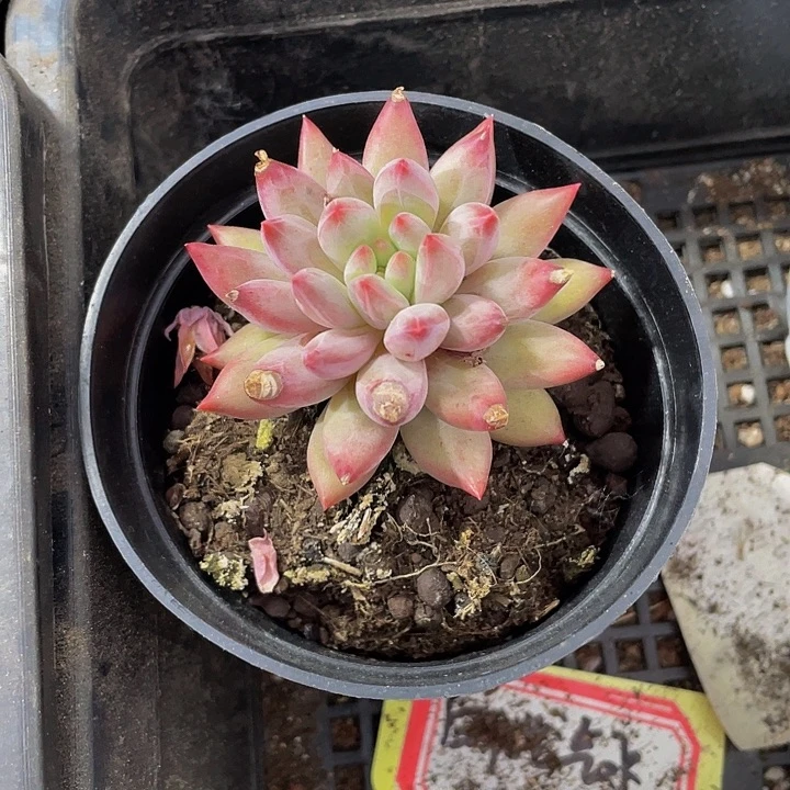 90盆大虞美人带盆土发