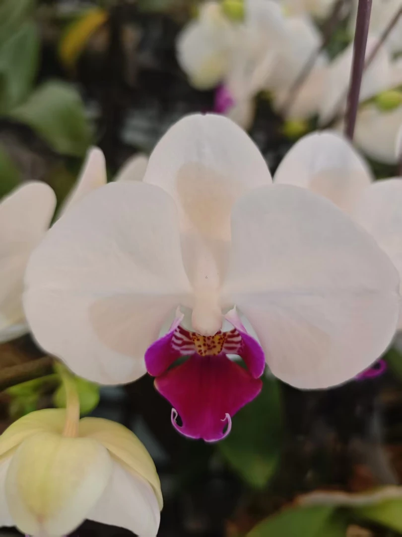 高品质白色蝴蝶兰【雪域】带花剑带花苞四季开花室内好养盆栽