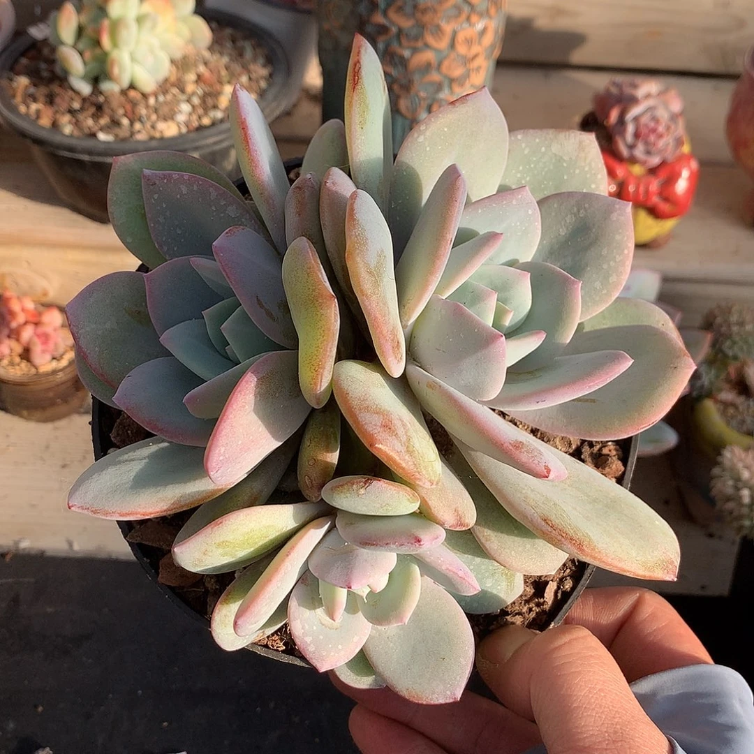 201奶茶多肉一颗16厘米