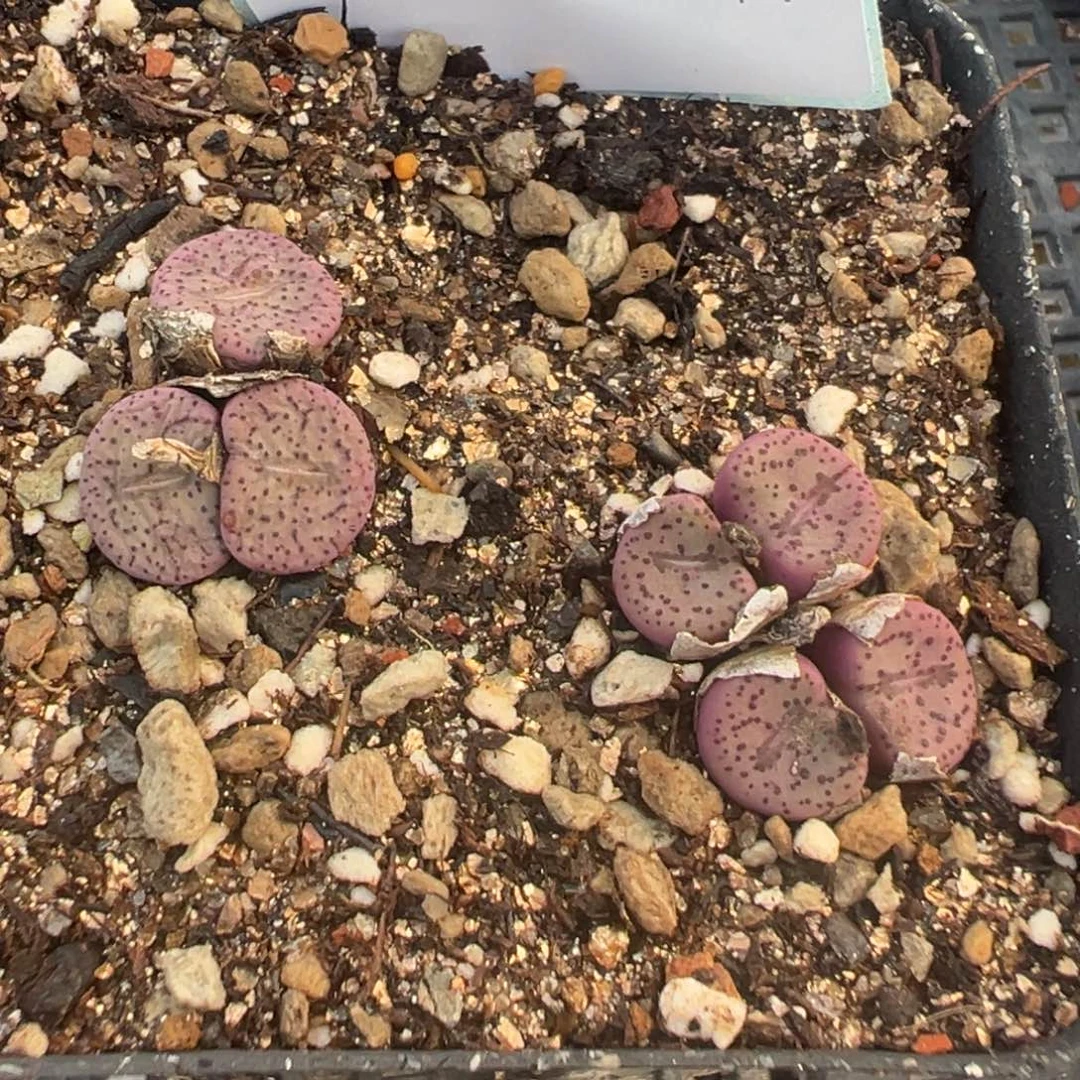 11-144肉锥多肉植物，