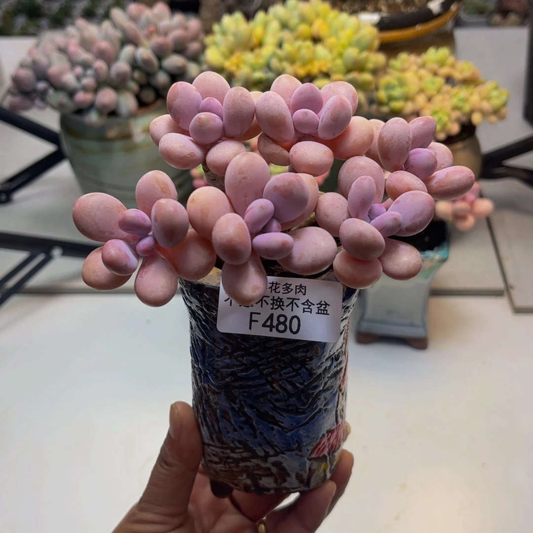 糖果桃蛋480/10cm多肉