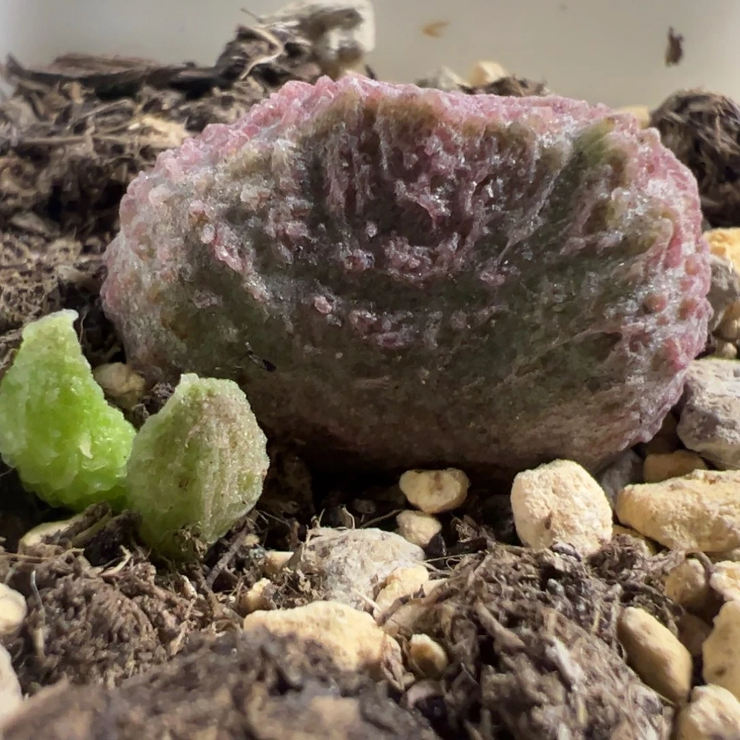 巨猪宝大苗多肉植物