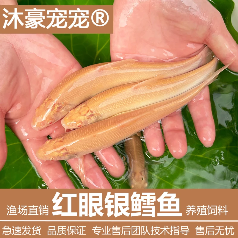 沐豪宠宠红眼鳕鱼缸造景好养冷水淡水白子招财龙观赏鱼包活