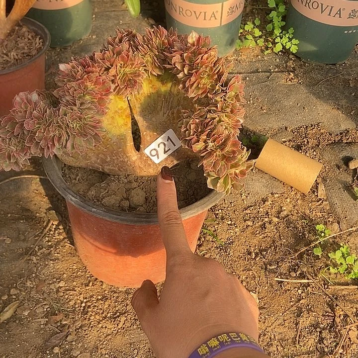 921红袖缀化老板子法师