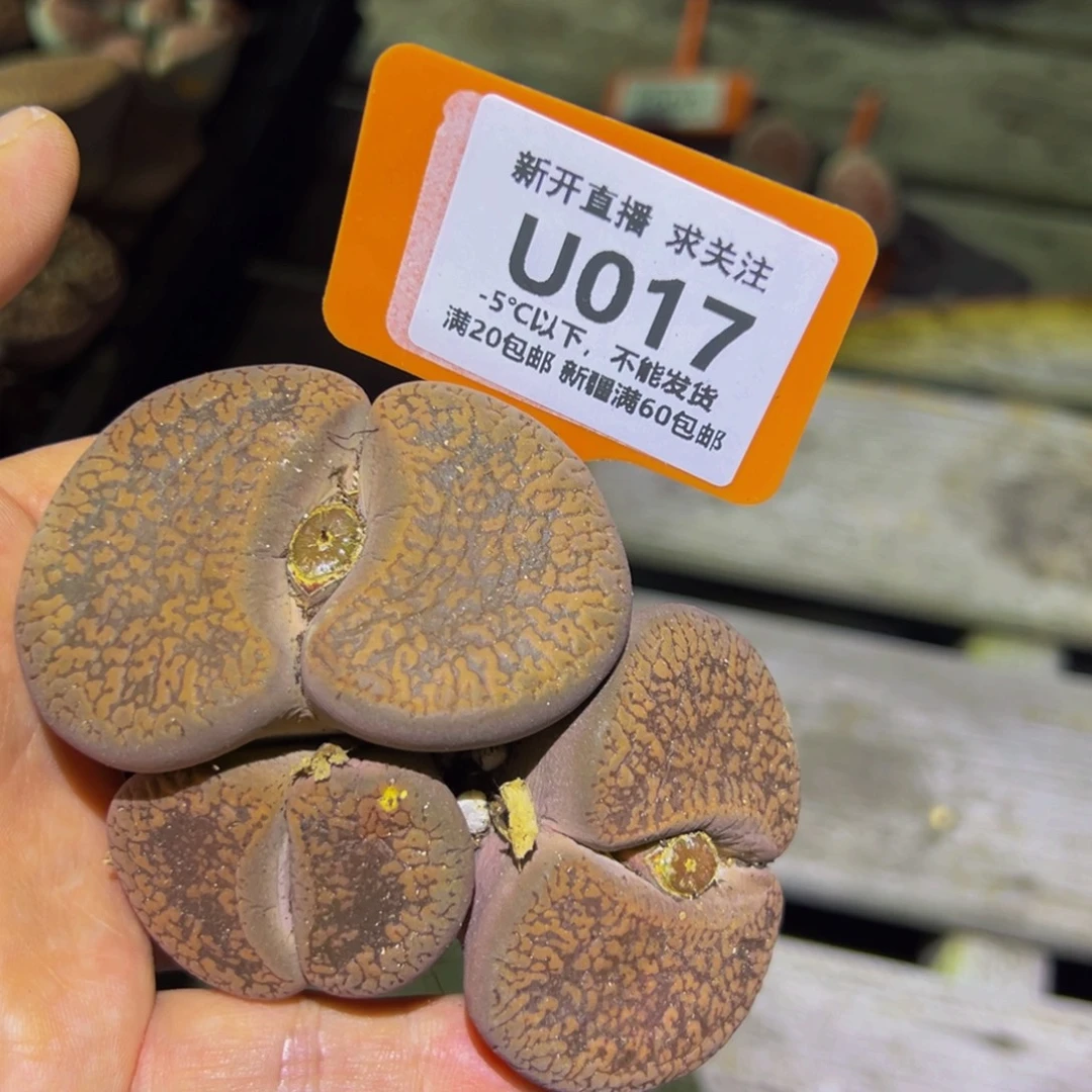 017 一物一拍，默认有伤，介意勿拍，不退不换