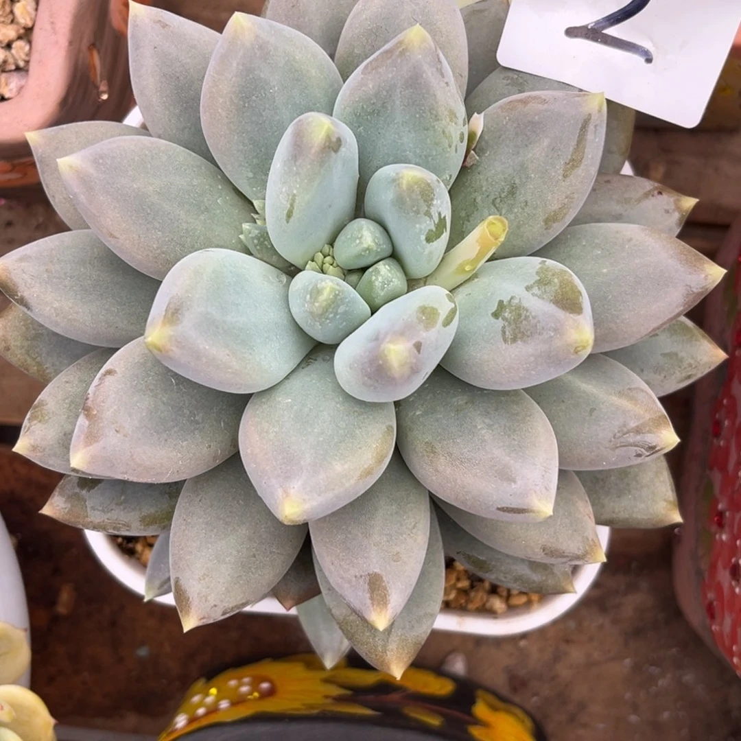 呼***圈12.23-2哥特萝莉黄胖体111111