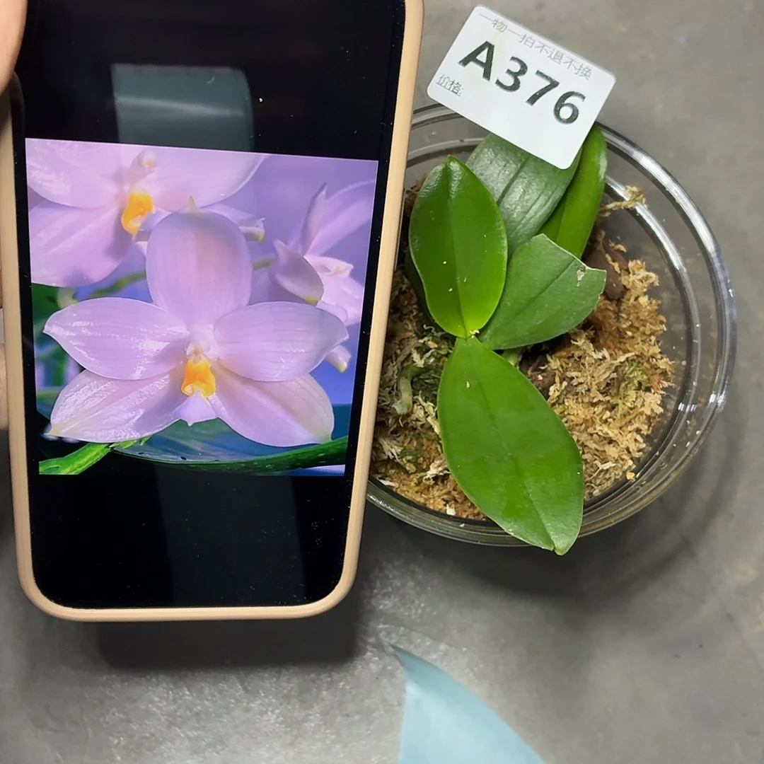 当前无花栽培后可以开花A376极光双苗三寸刚刚升杯