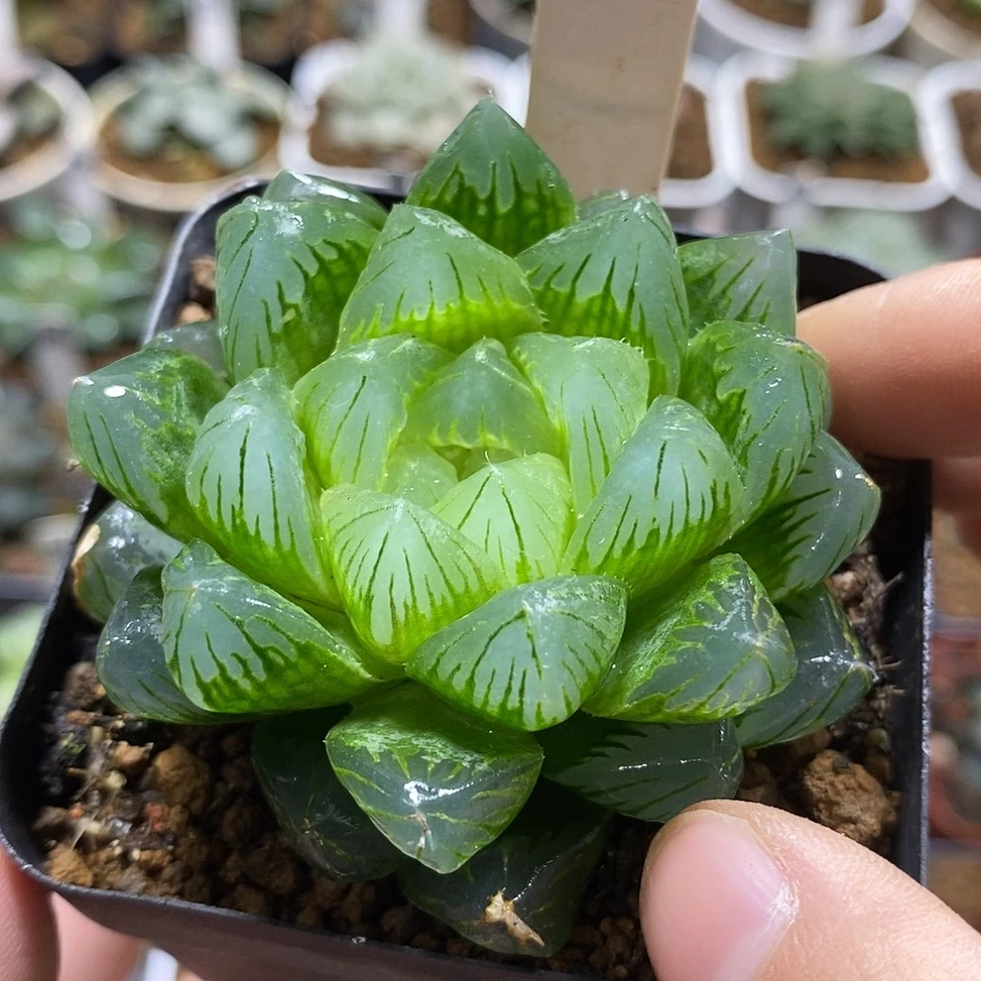 130龙鳞玉露十二多肉