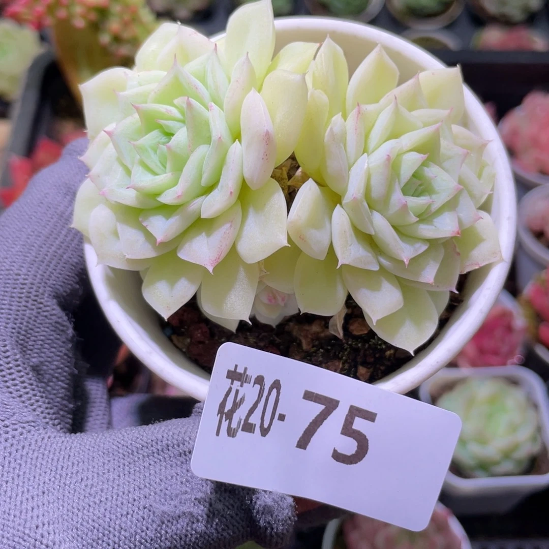 花利美20-75白天鹅
