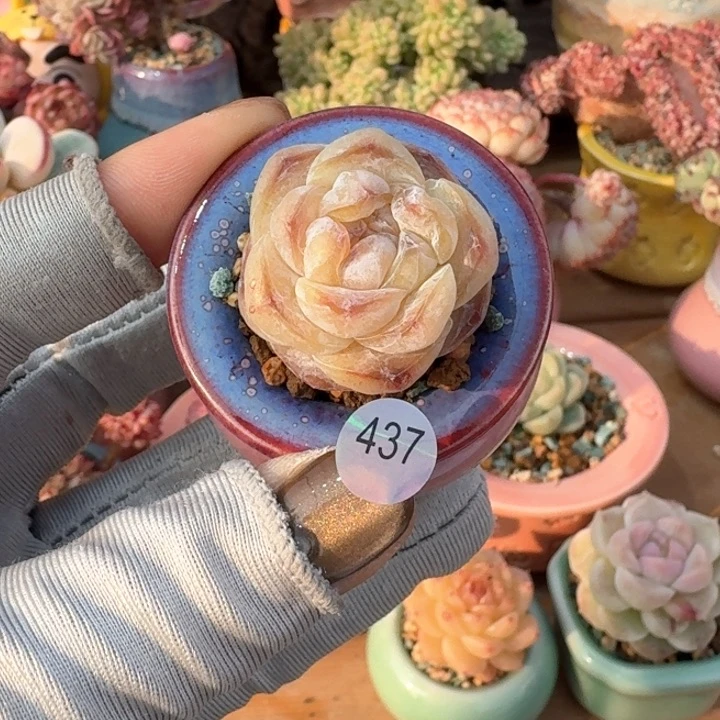 437 多肉含盆土 30元包邮 除偏远