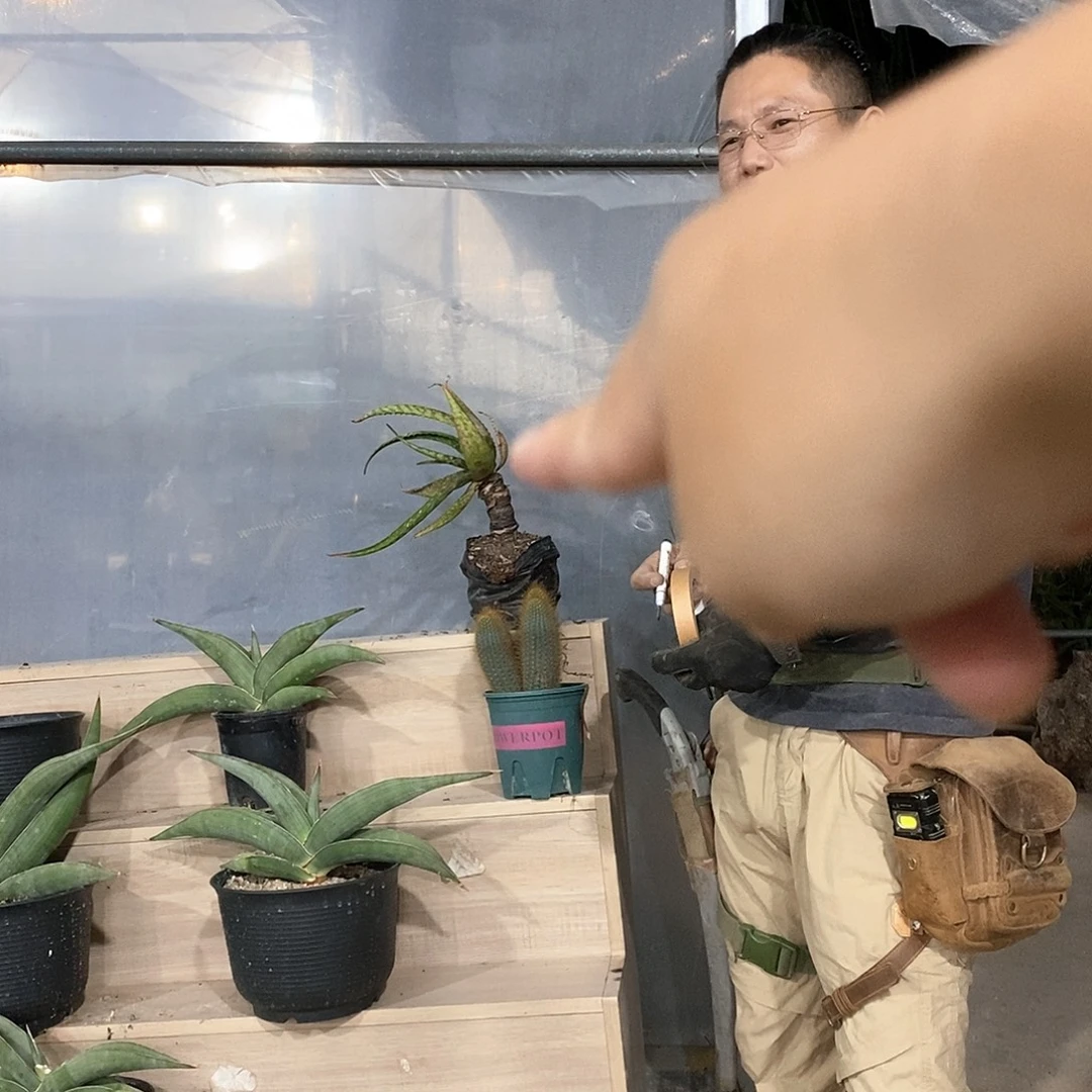 天***号25号芦荟一物一拍