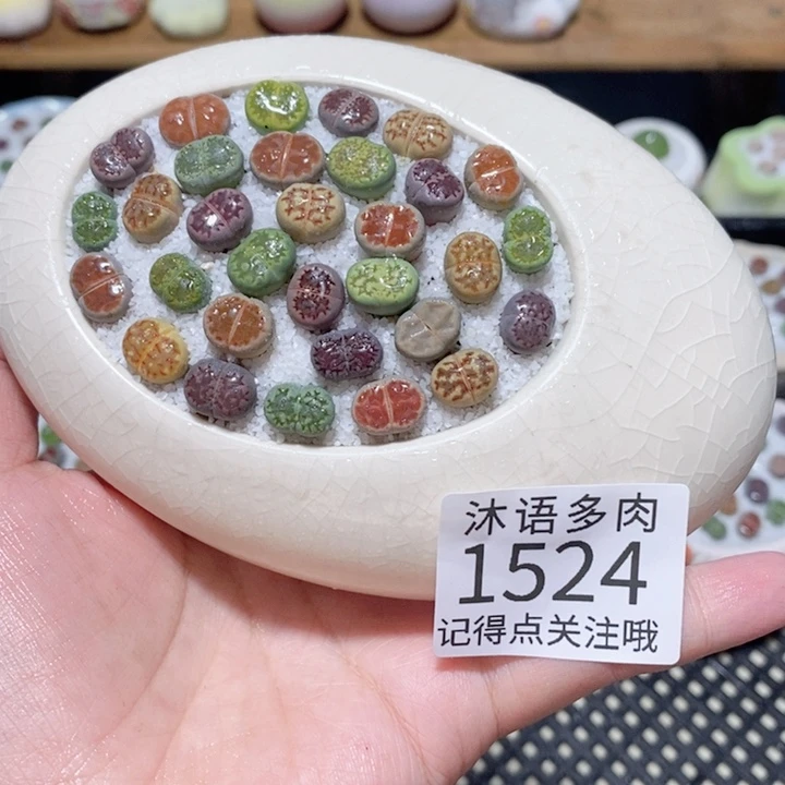 带盆土植物 一物一拍1524