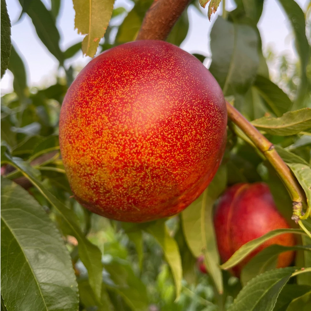 京平农庄 陆地 麻皮黄油桃3斤  九甜一酸  顺丰包邮当季新鲜水果桃子北京市