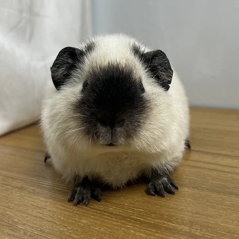 泰加荷兰猪妹妹 美泰加州荷兰猪母 豚鼠活体宠物