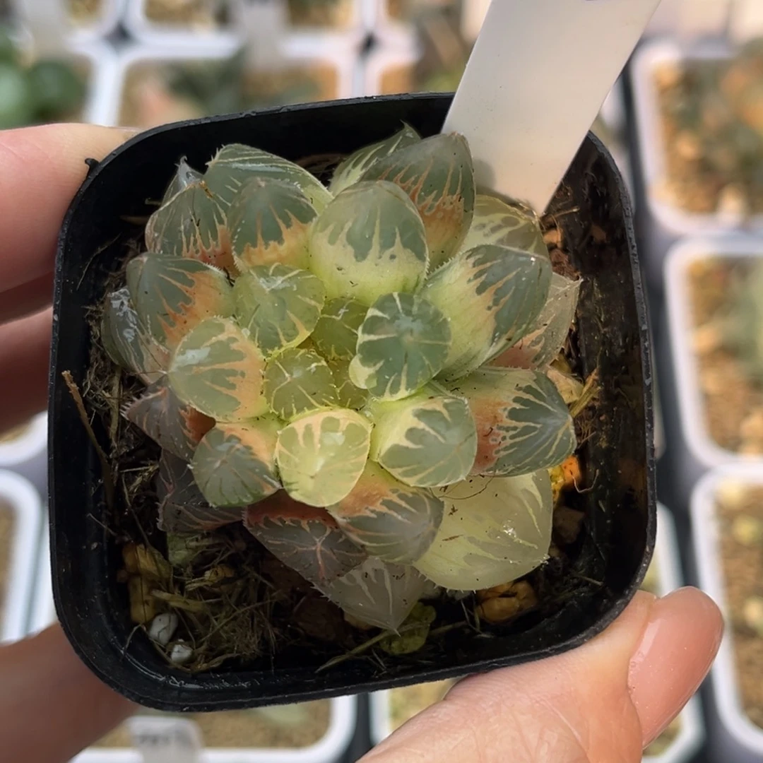 33糊斑赤斑玉露锦十二卷多肉