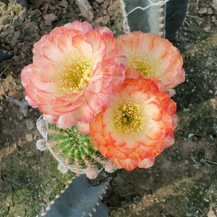 289丽花美花3掰花脱土发货斑