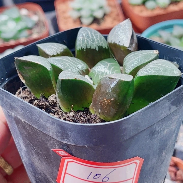 十二卷 实生克寿福利