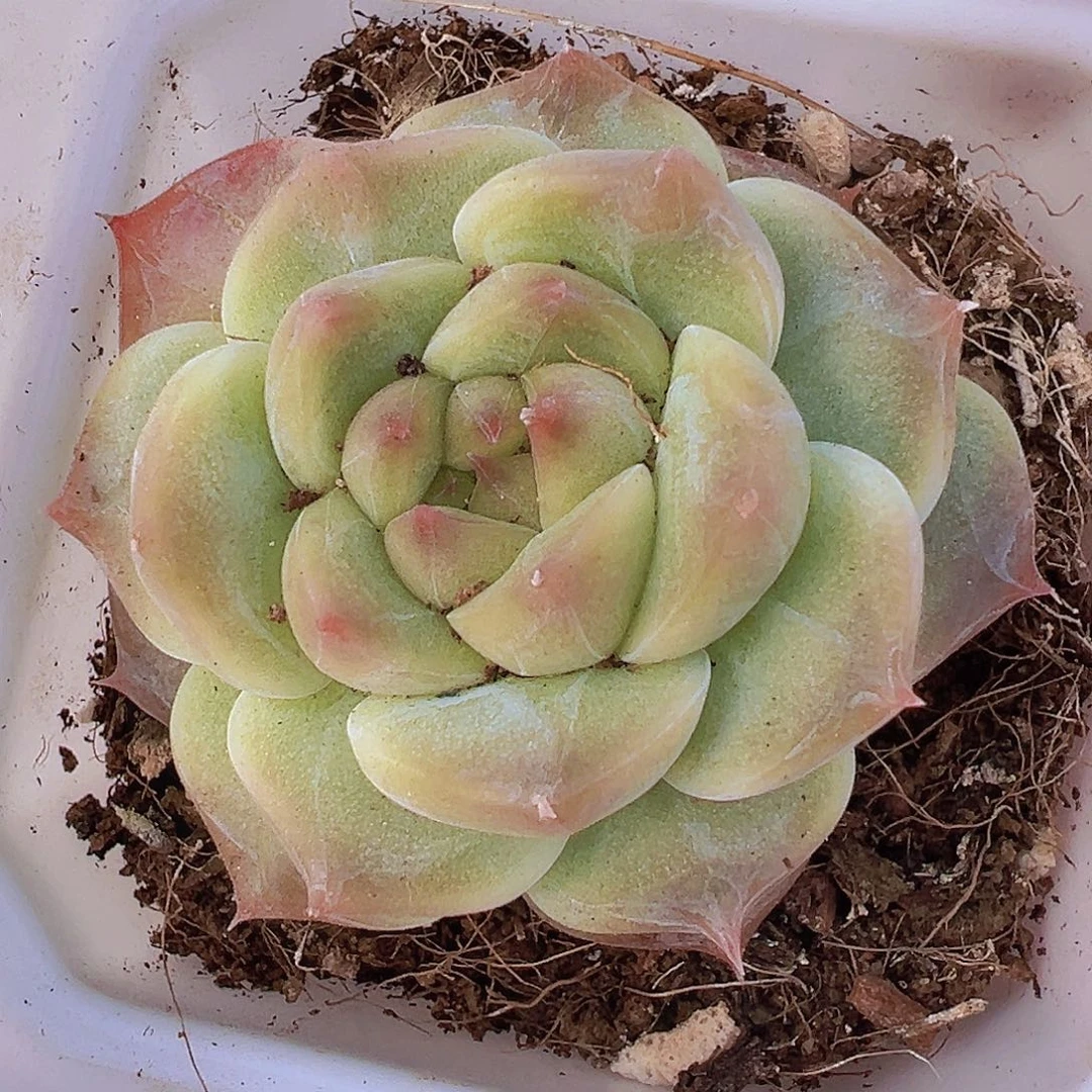 冰雪绒19包邮多肉植物