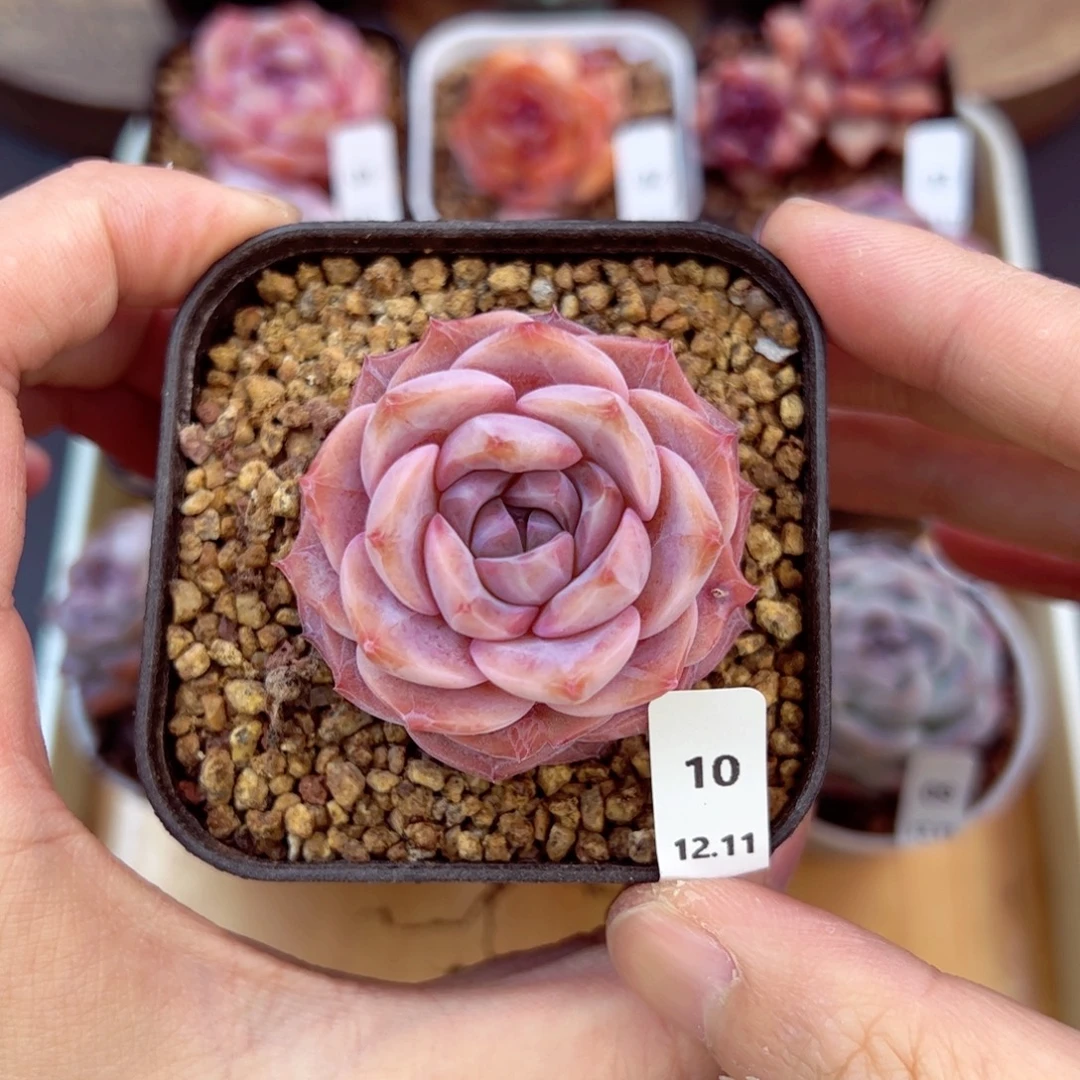 好好看10、哈哈哈哈