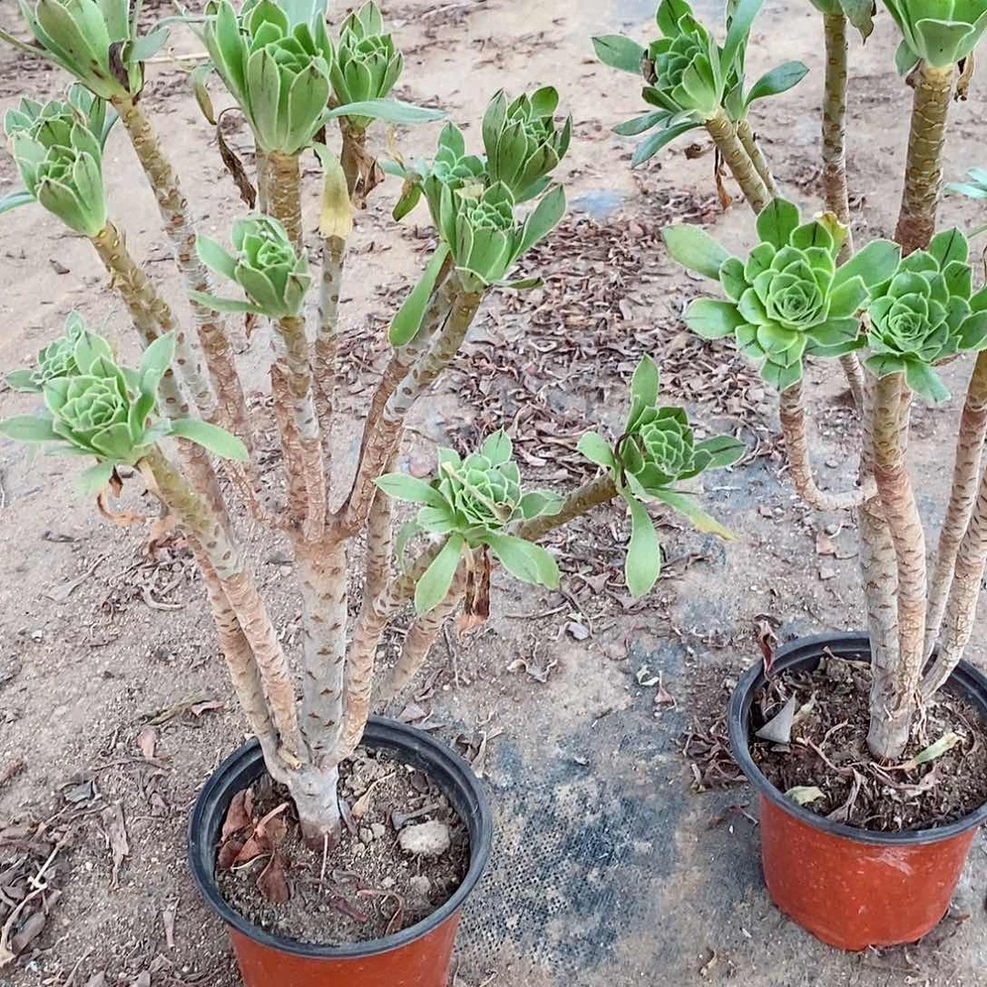 原始绿老桩精品40元河南拍