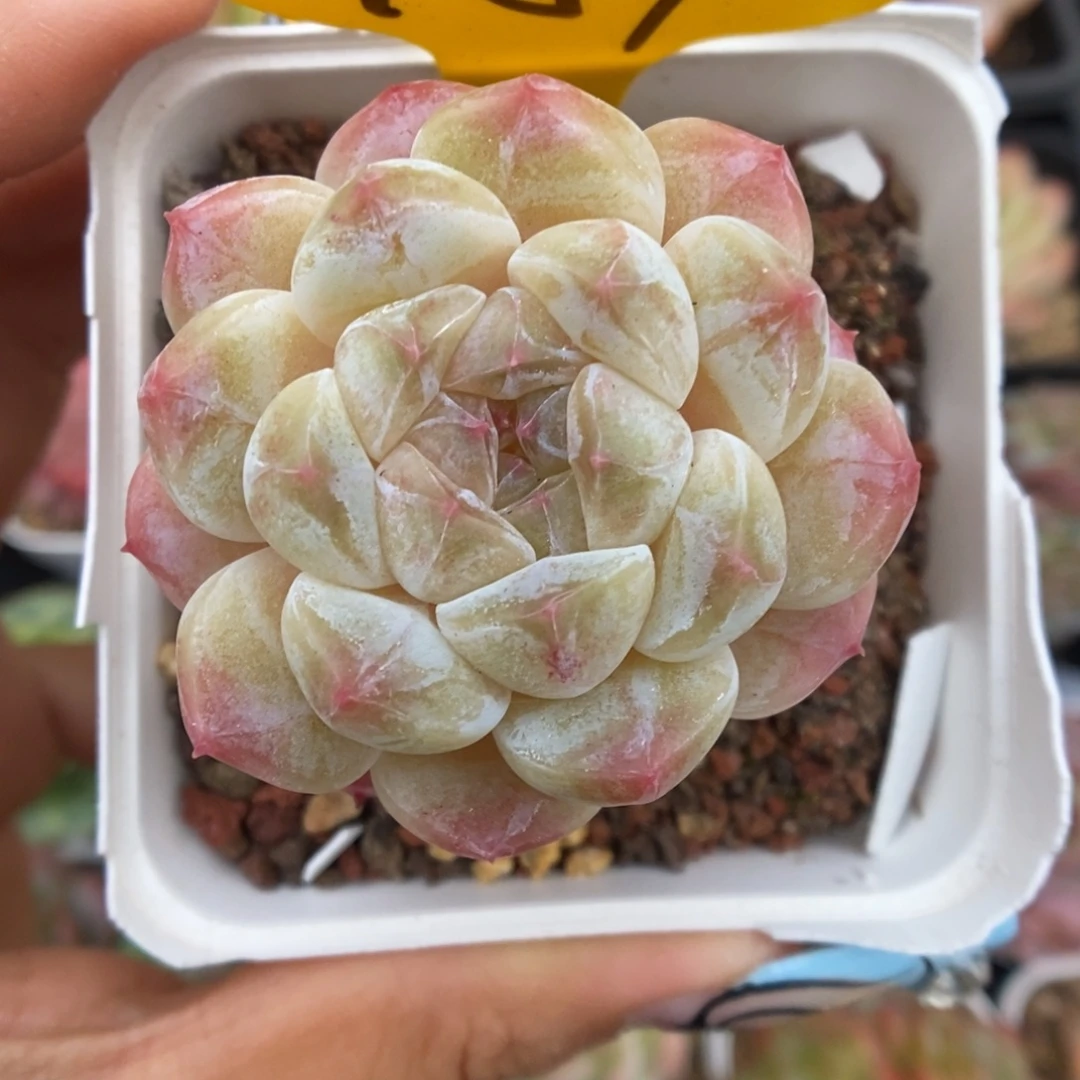 冰魄可拍451号。