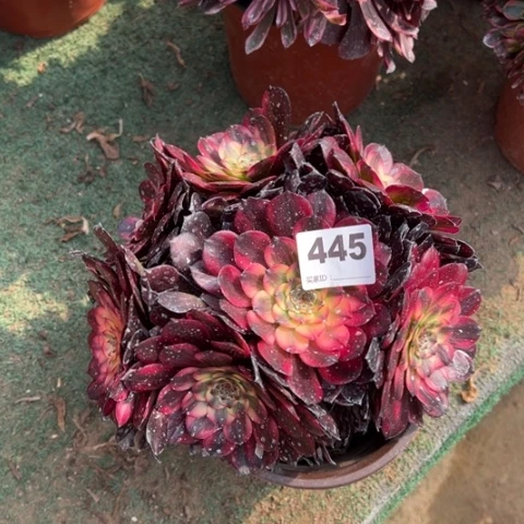 445烟花朵朵多肉,