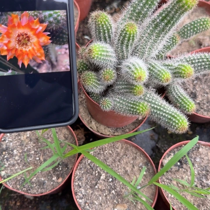 白檀仙人掌51群生40