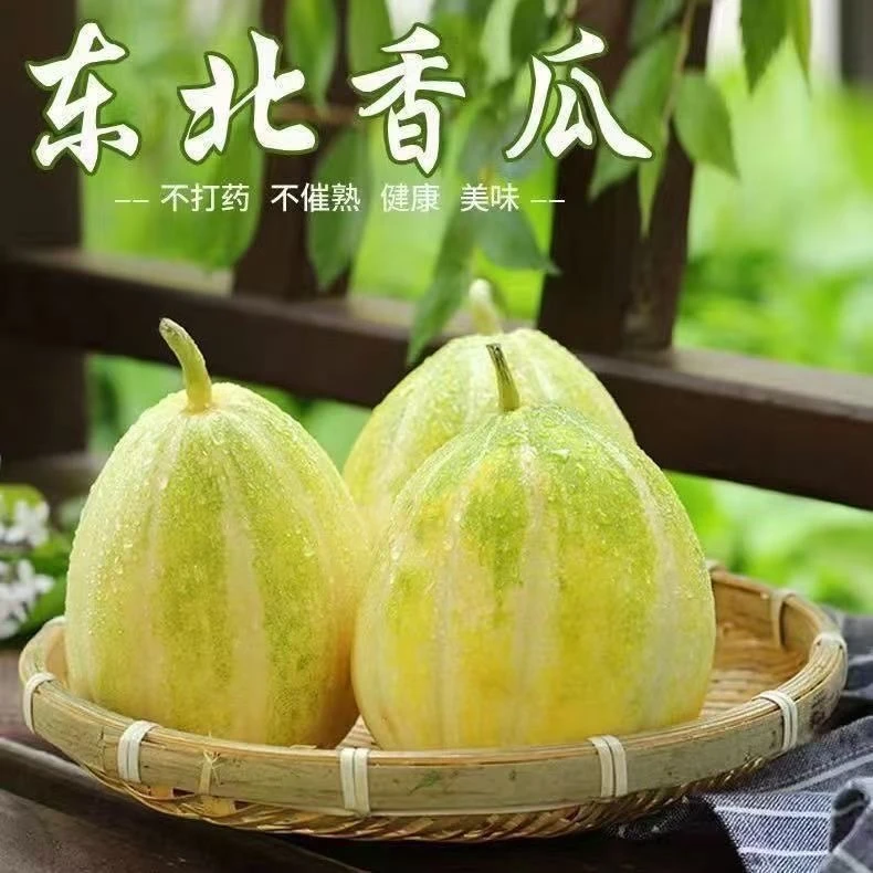 东北甜香瓜金妃老品种香瓜白糖罐新鲜当季水果现摘现发包邮