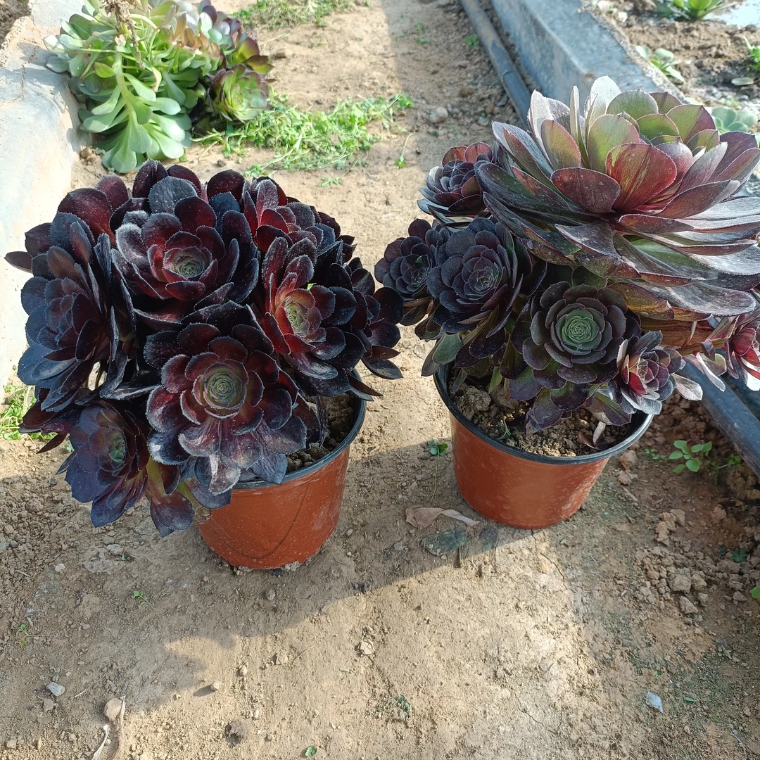 花月夜黑寡妇绣球两棵新疆不包邮