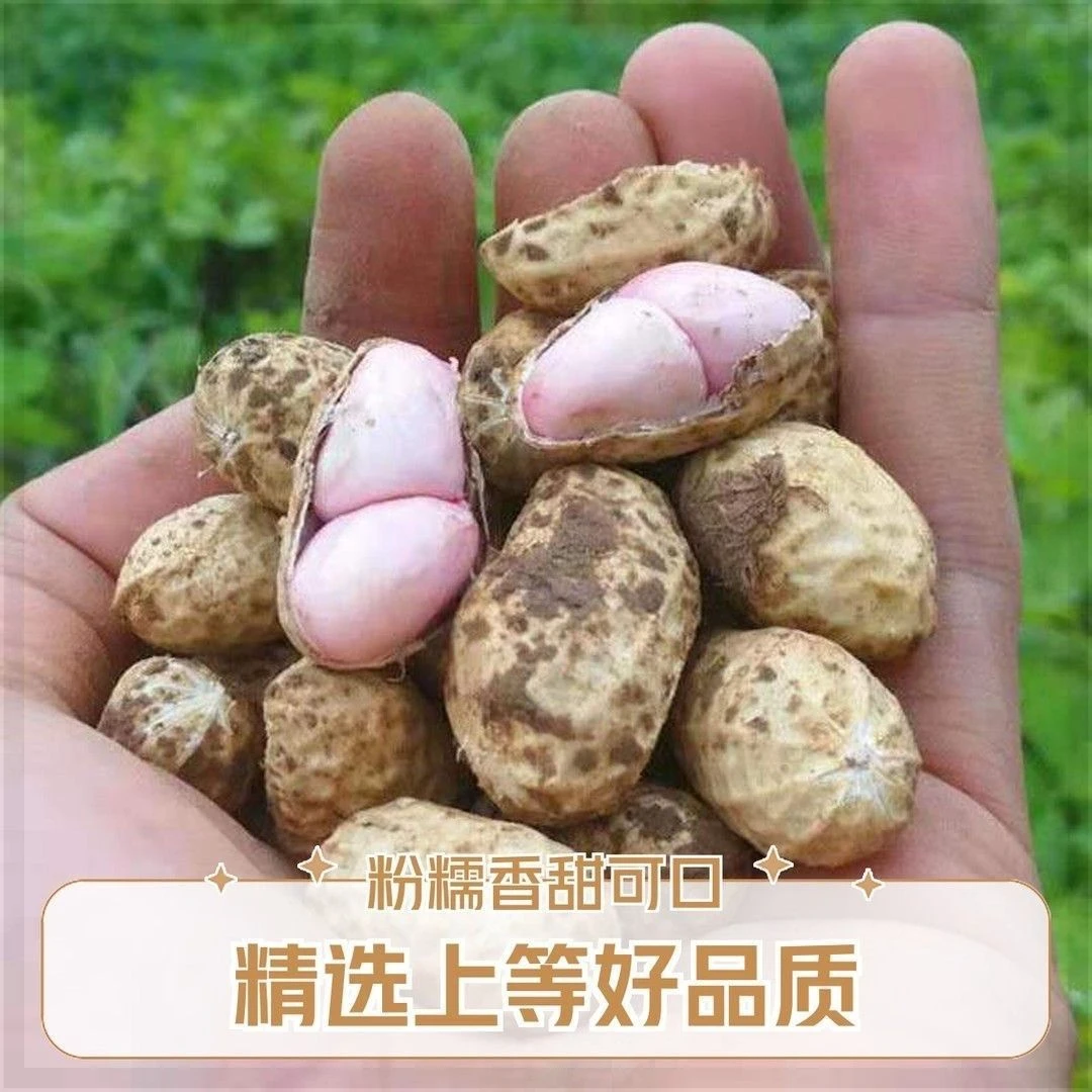 徐州新鲜生花生现挖鲜花生香甜脆爽带壳带泥花生湿花生农家自种