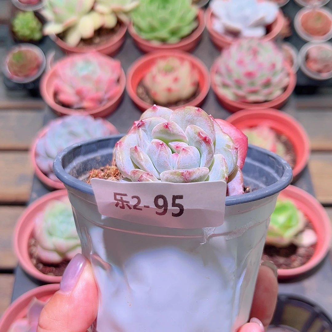 乐然2-95 橙梦露