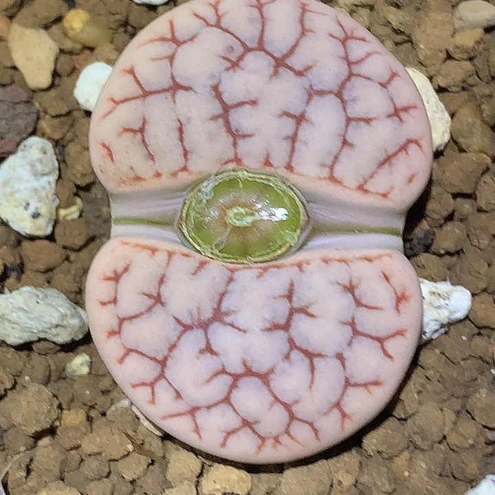 精品多肉植物精品c374