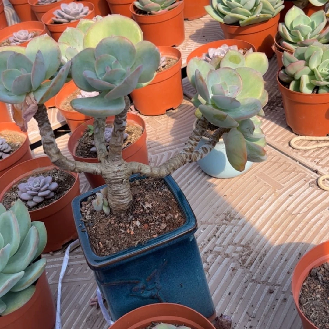 【闪购商品】无花朵用****2