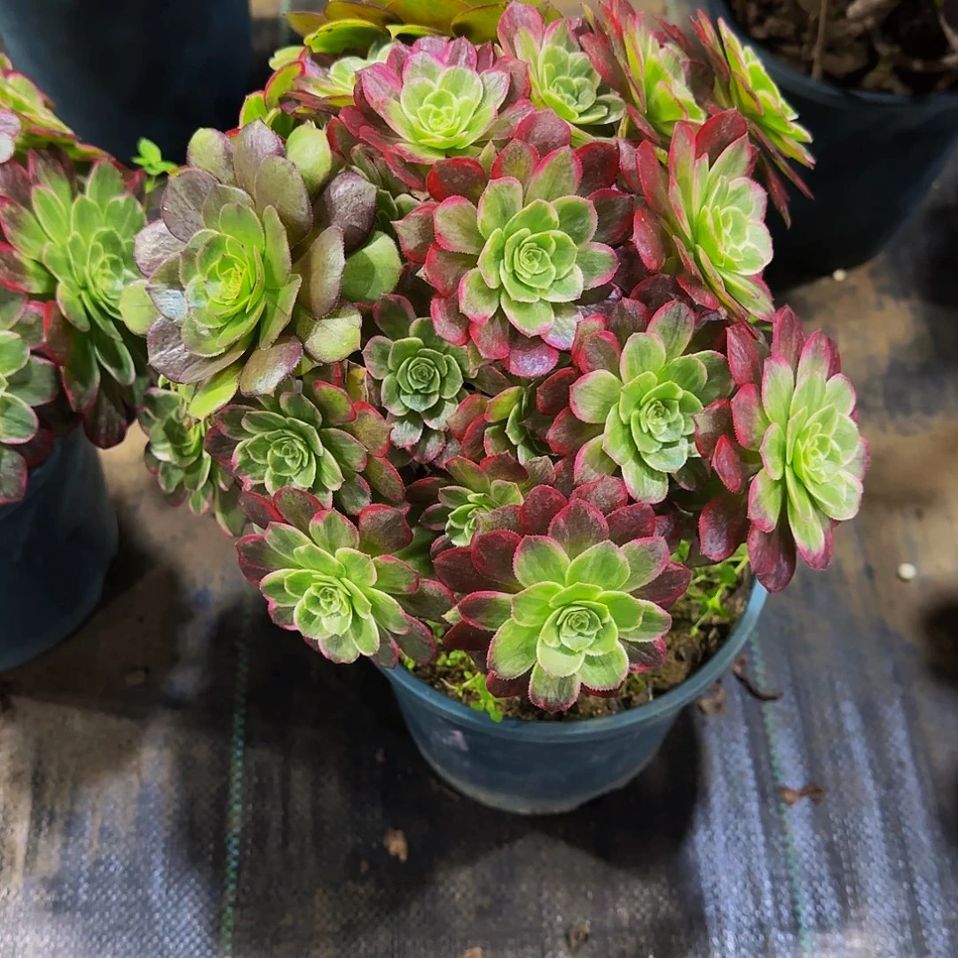 老庄万花筒法师18.8