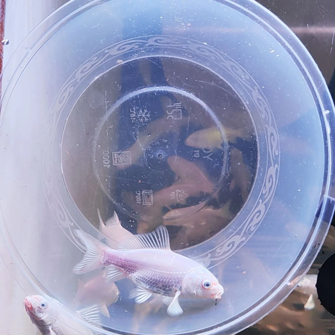 蝴蝶鲤鱼白色蝴蝶鲤
