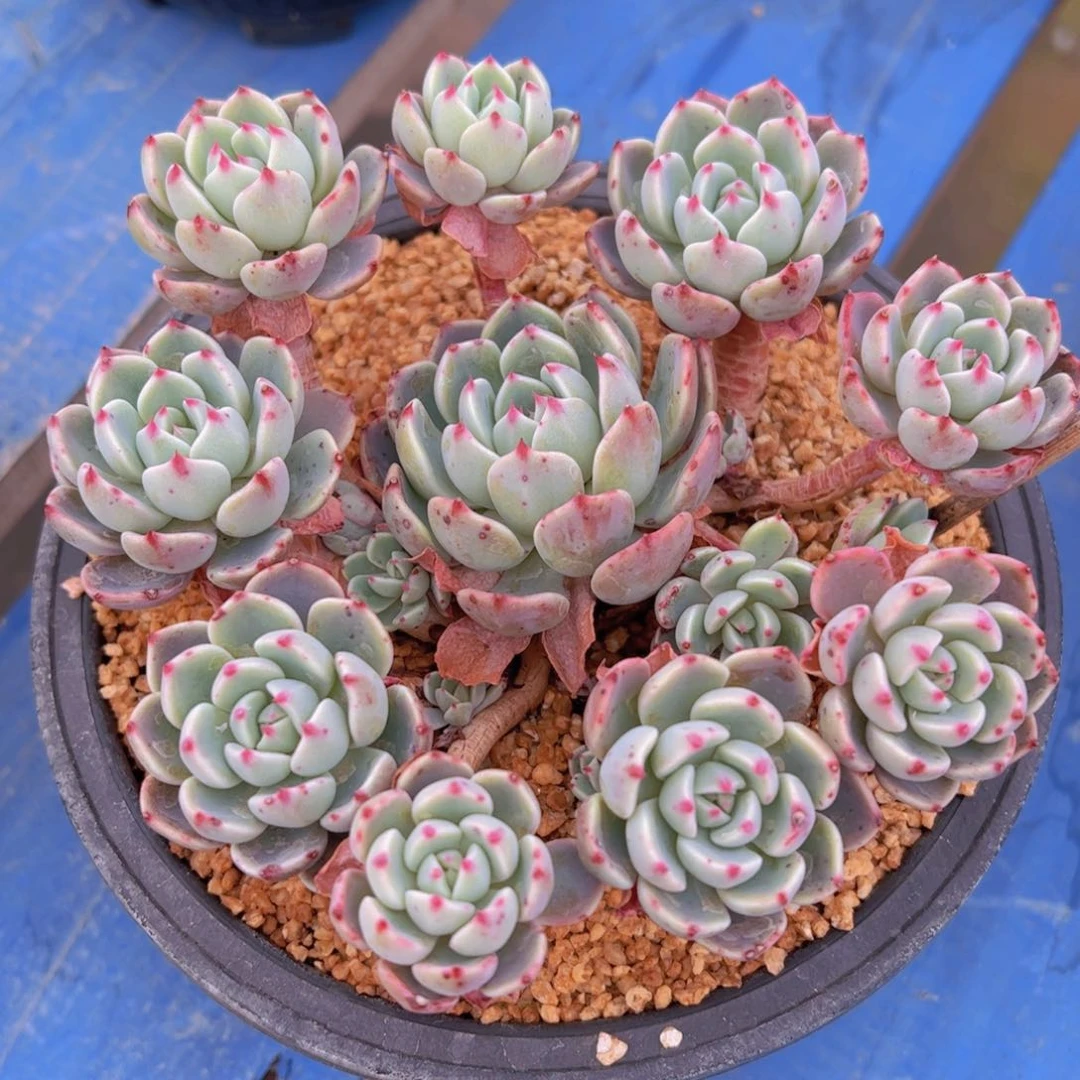 米*子娜娜小沟，多肉植物