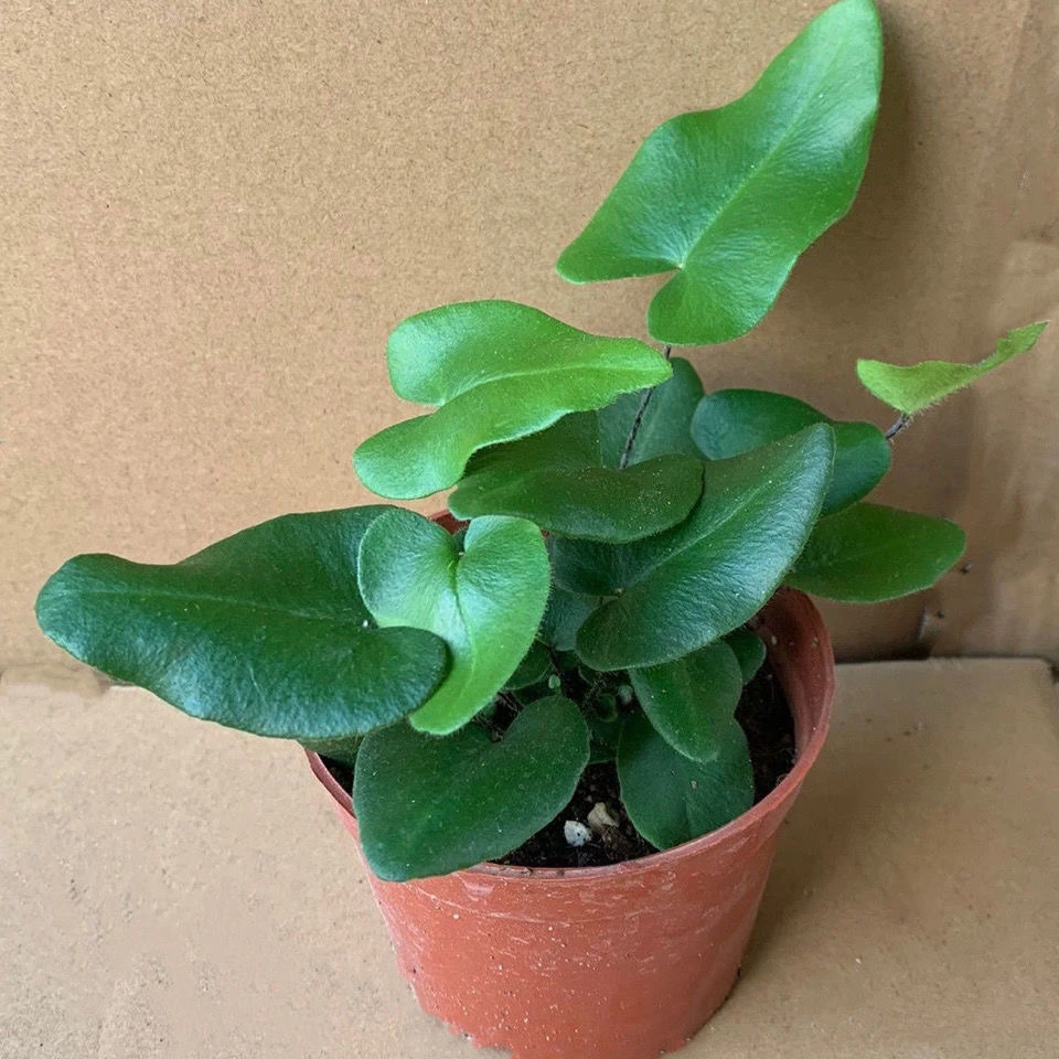 心愿蕨爱心蕨盆栽可爱精致可以许愿的一款桌面小绿植