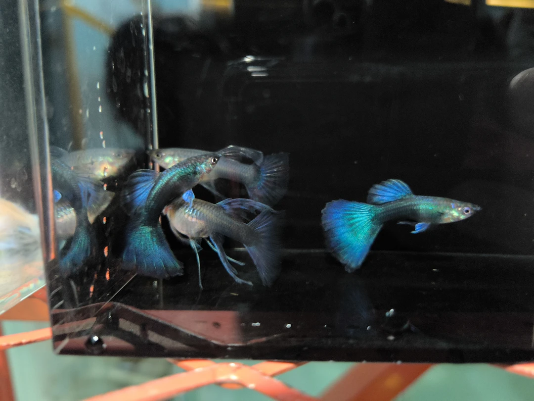 蓝礼服大C精品孔雀鱼活体发货包邮包路损