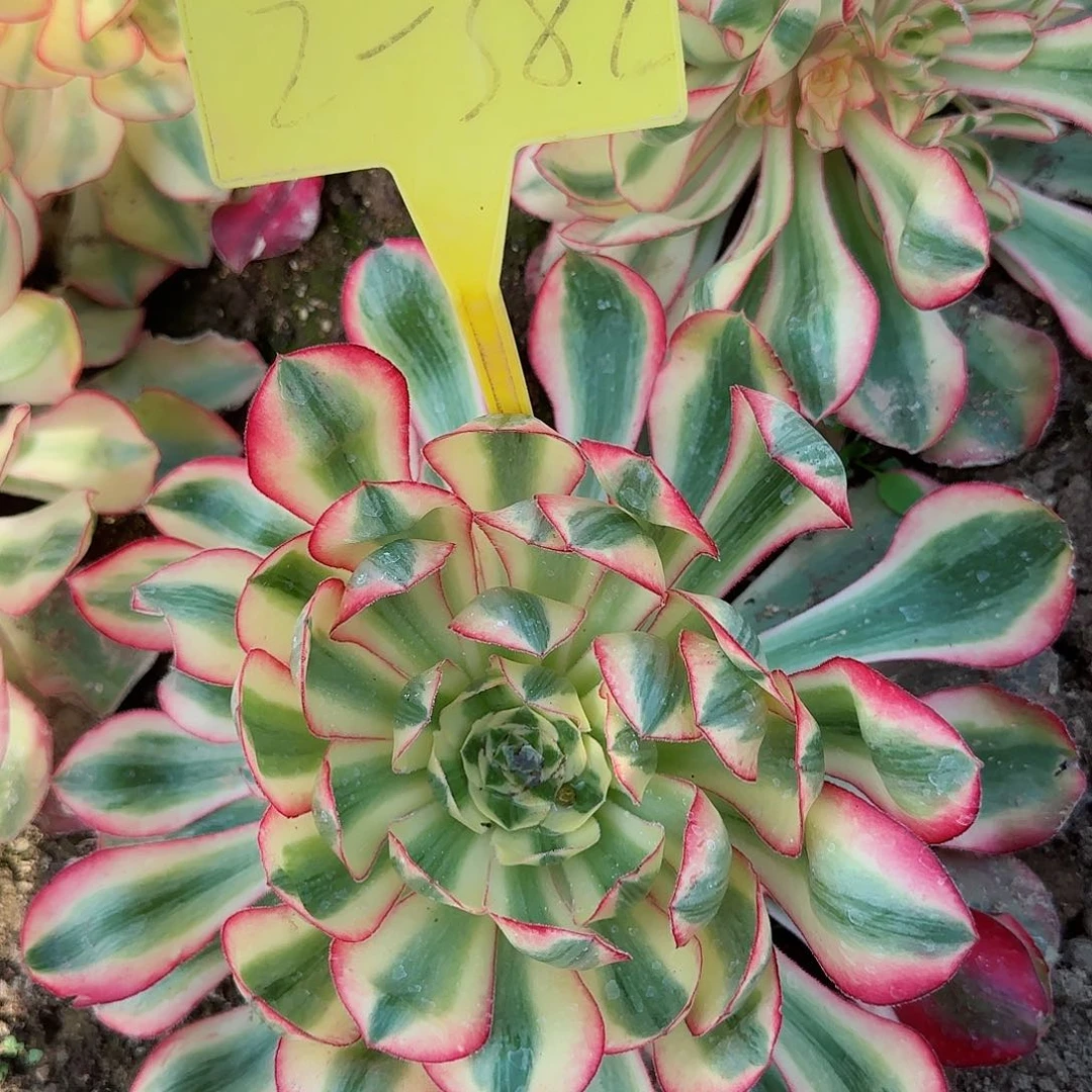 C**猫2-382---有砍过以说