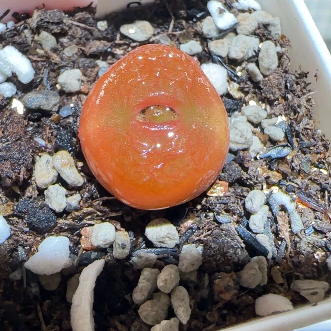 肉锥多肉植物百科-水蜜桃1327