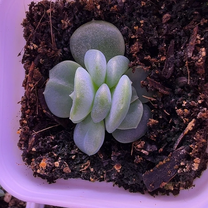 1366叶插苗一物一拍