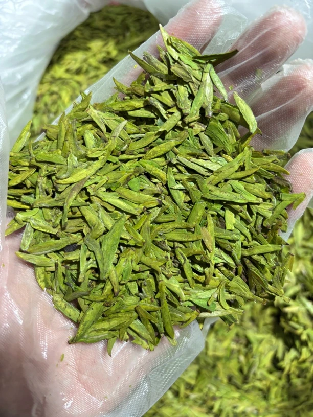 本地头采钱塘龙井茶浓豆香耐泡黄绿版顺丰包邮
