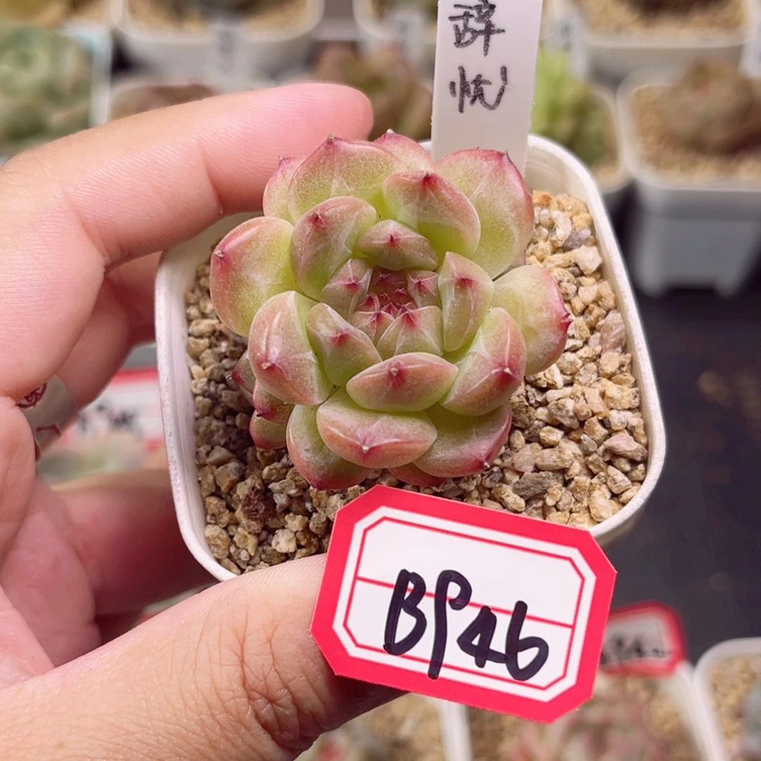 B946 一物一拍 珍妮放漏18包邮