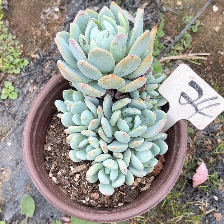 晨语多肉，一物一拍24