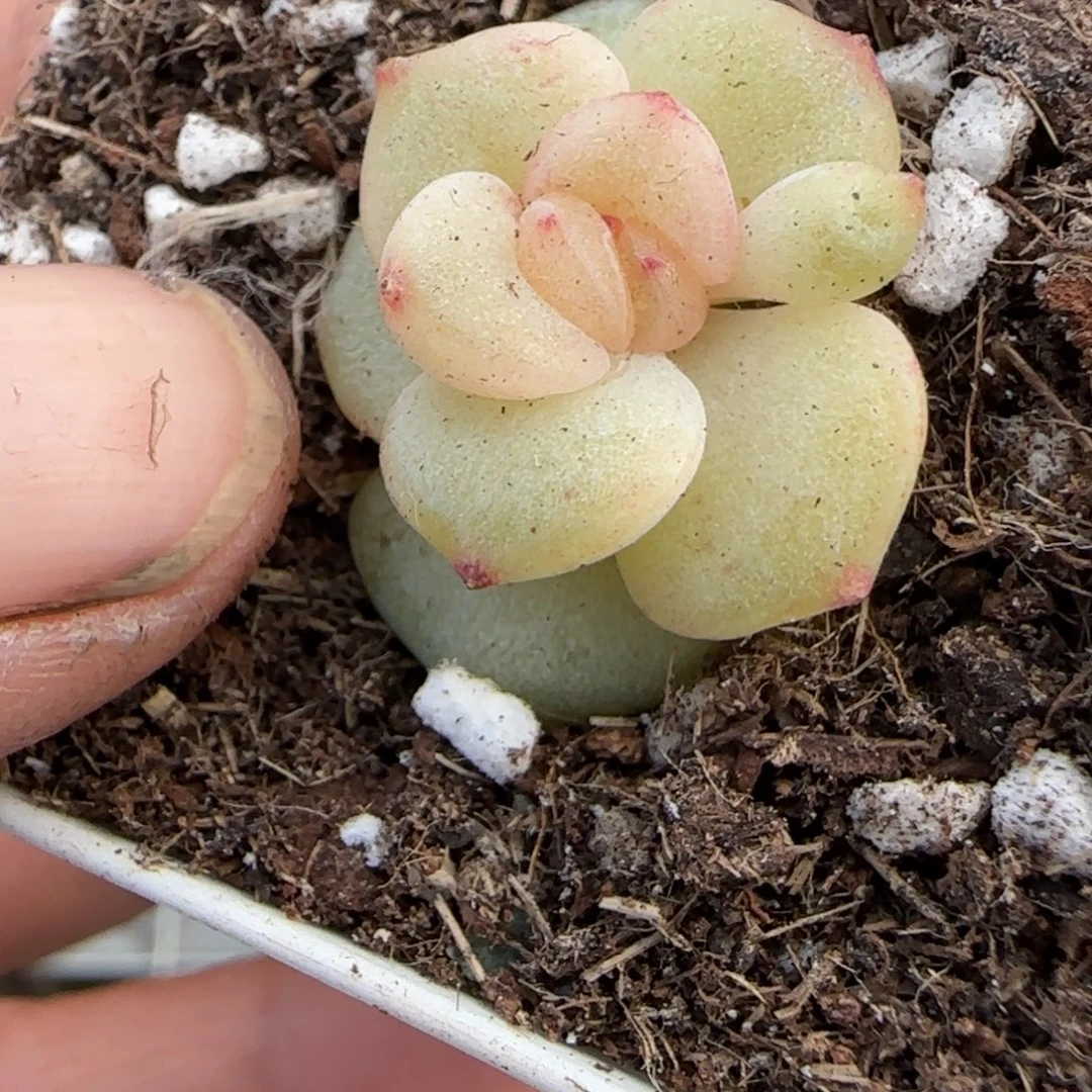 多肉小卡拉米糖心一物一拍