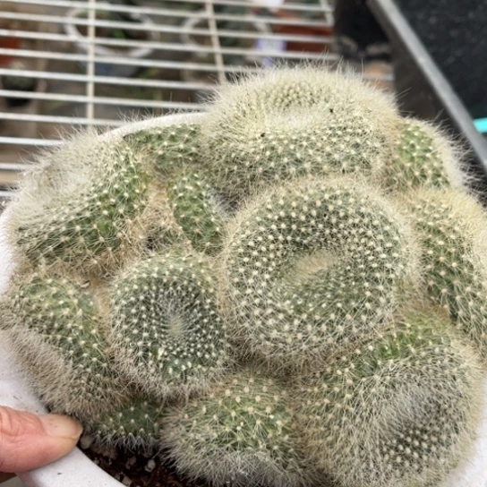 当前无花栽培后可以开花白月光群