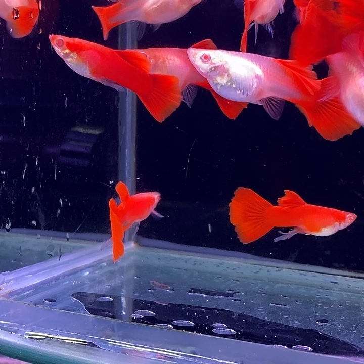 孔雀鱼福利血红20条