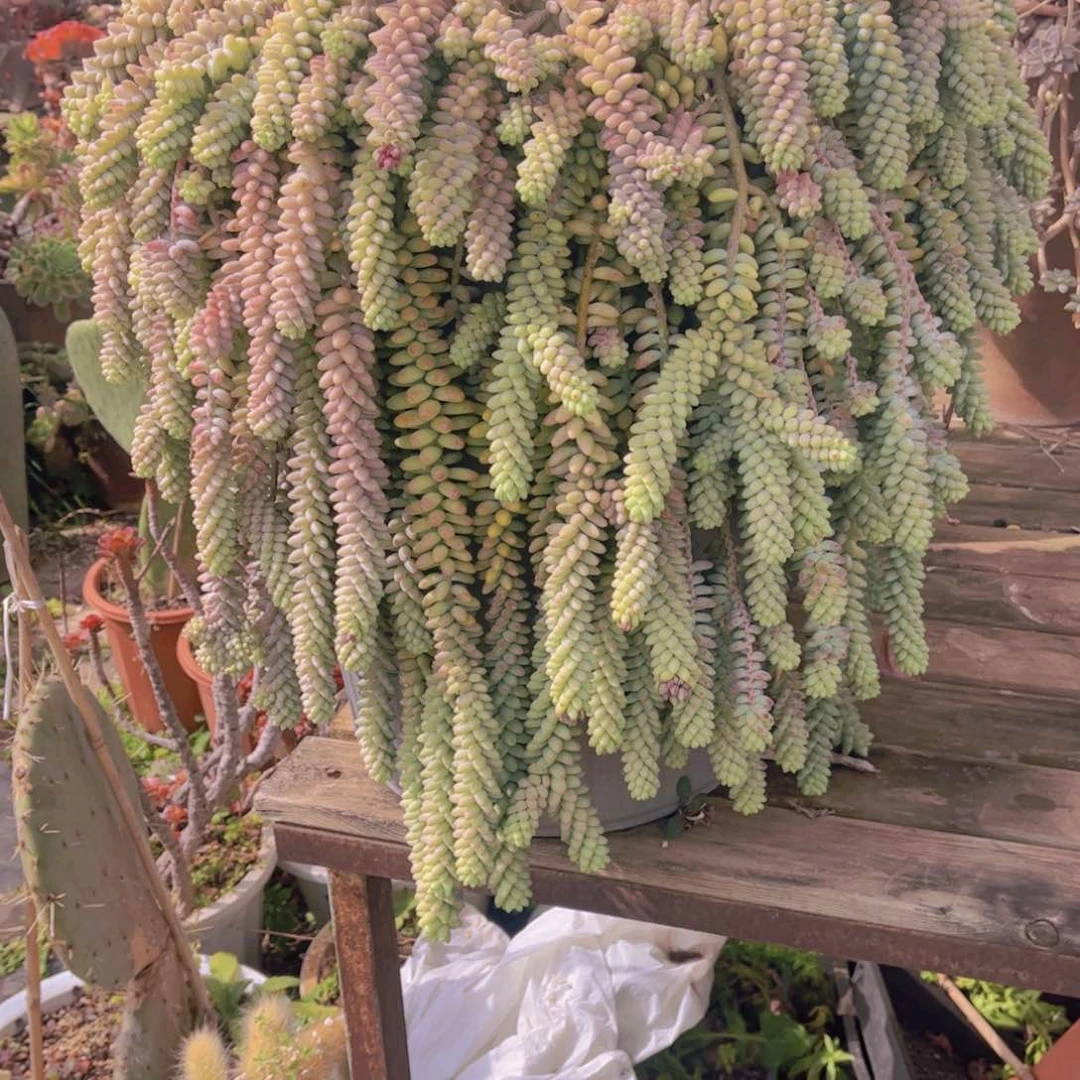 ℛ****多肉8888888888