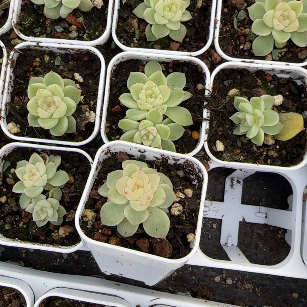 预尘财富3 盆7床一个满25包邮